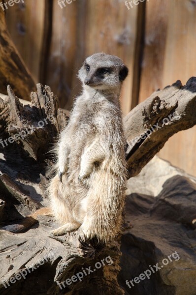 Meerkat Zoo Animal Nature Mammal