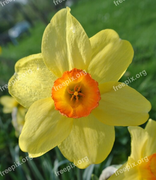 Narcissus Easter Flower Yellow Orange Free Photos