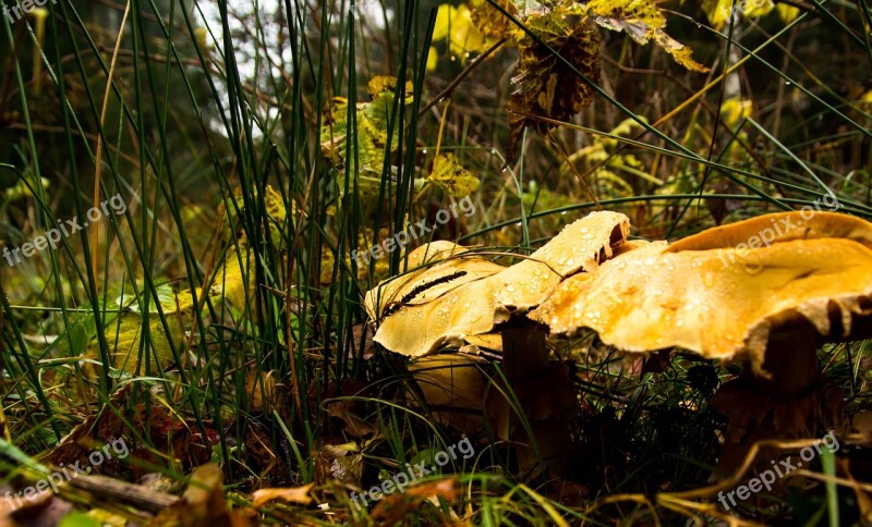 Forest Grass Mushrooms Nature Greens