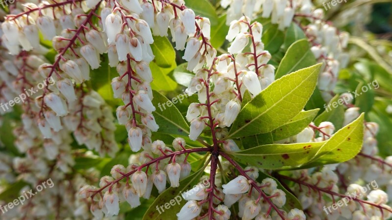 Pieris Japonica Rotsheide White Bush Heide