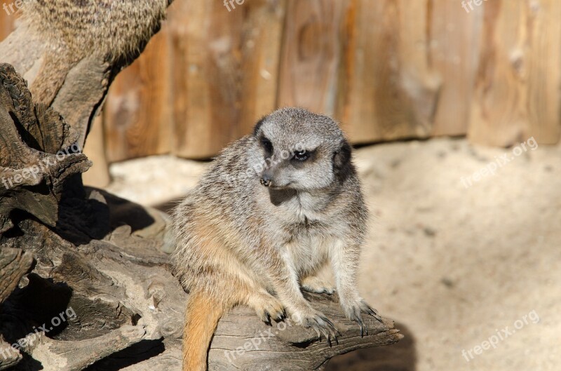 Meerkat Zoo Animal Nature Mammal