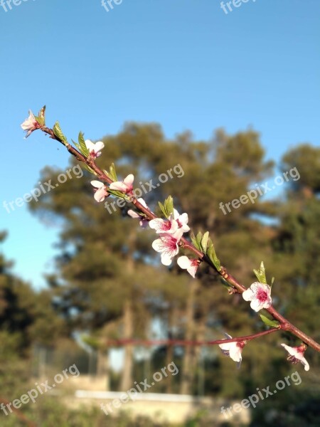 Bloom Murgia Nature Puglia Italy