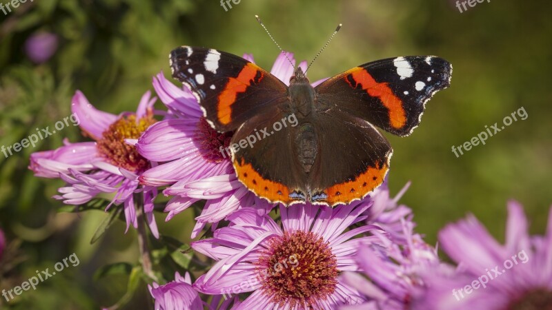 Admiral Butterfly Butterflies Insect Butterfly Nature