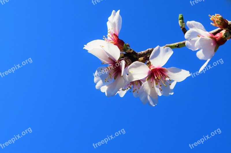 Flower Branch Nature Spring Beautiful