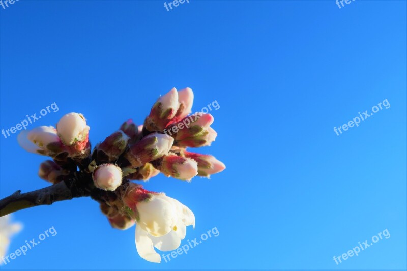 Flower Almond Nature Tree Branch