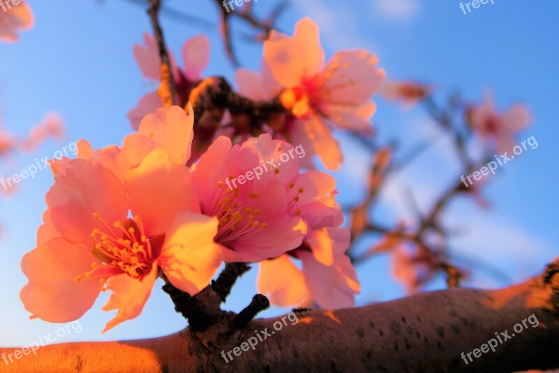 Flower Almond Nature Tree Branch