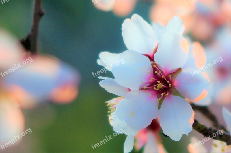 Flower Almond Nature Tree Branch