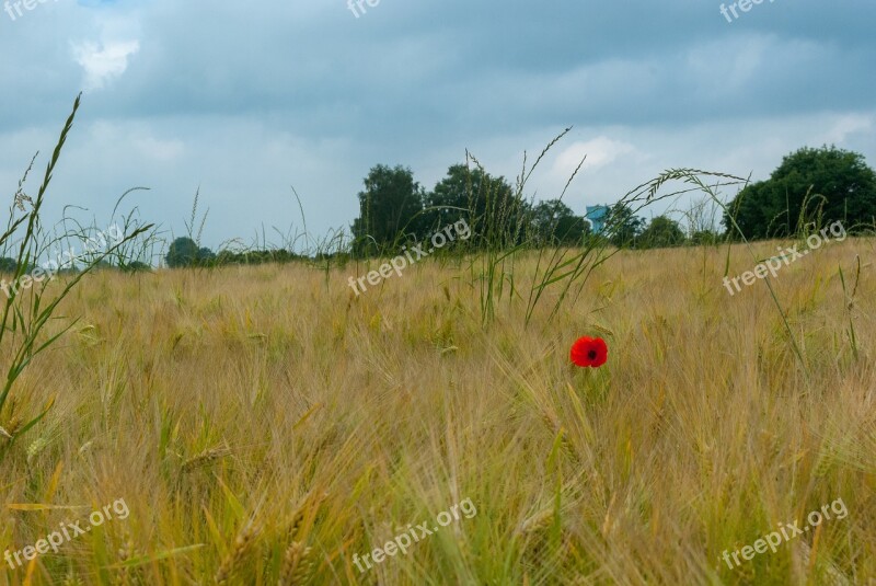 Poppy Fields Wheat Flower Nature