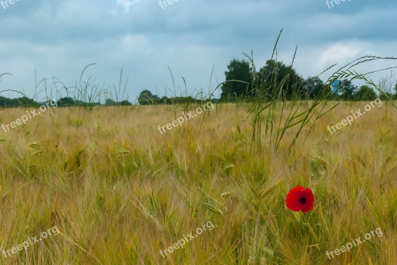 Poppy Fields Wheat Flower Nature