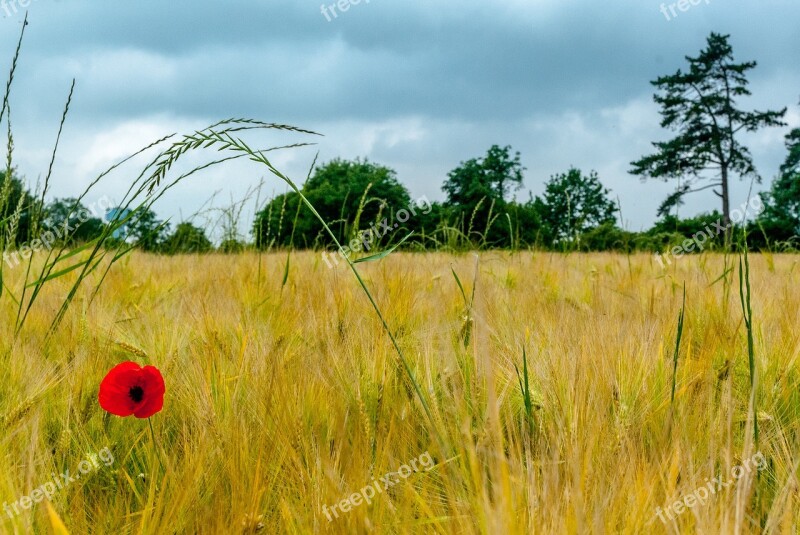 Poppy Fields Wheat Flower Nature