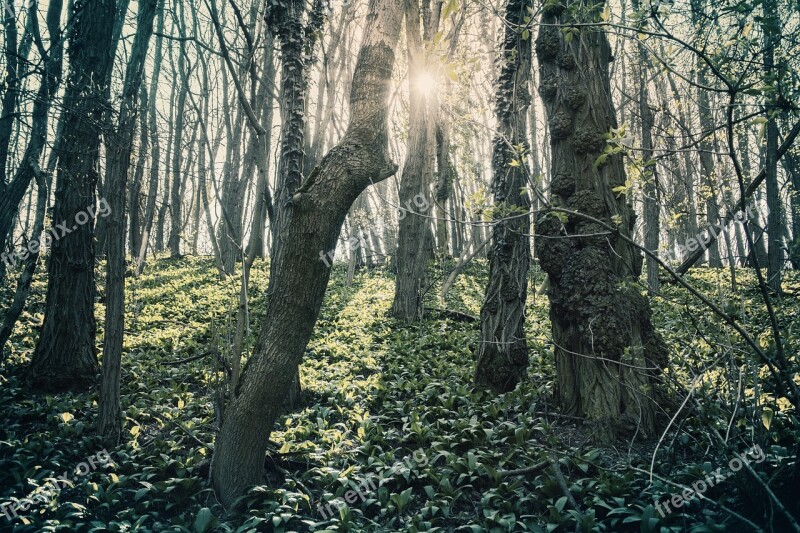 Forest Nature Trees Green Light