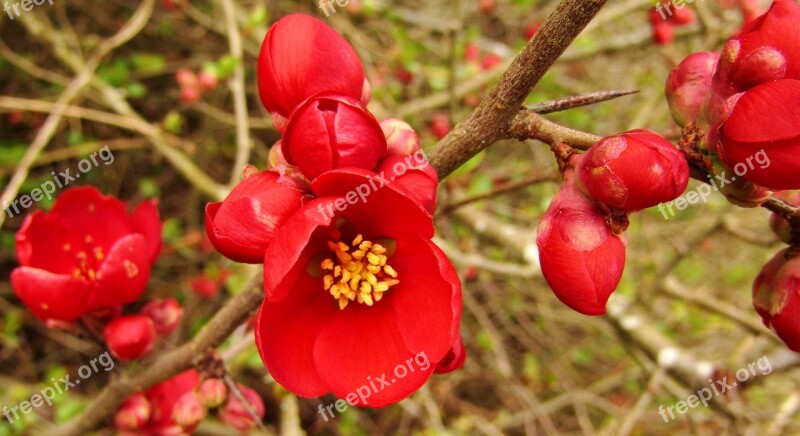 Red Spring Flower Bush Close Up Flowers