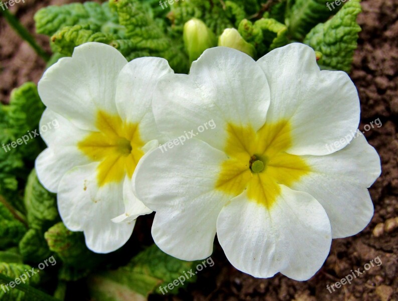 Spring White Nature Flowers Garden Key Flowers