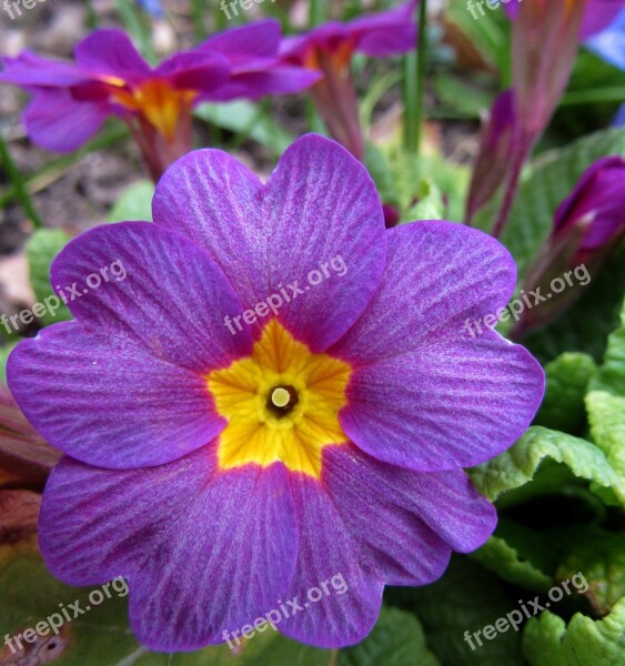 Spring Violet Nature Flowers Garden Key Flowers