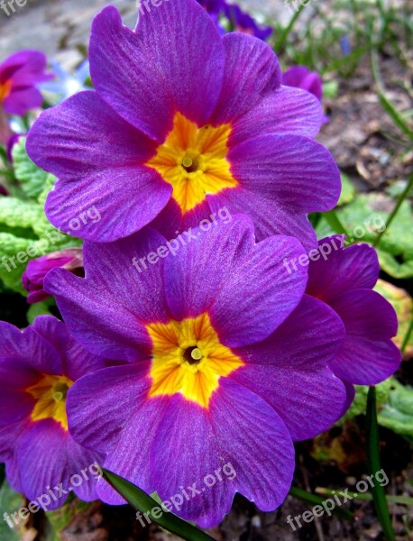 Cowslip Pink Beautiful Primulaceae Primrose