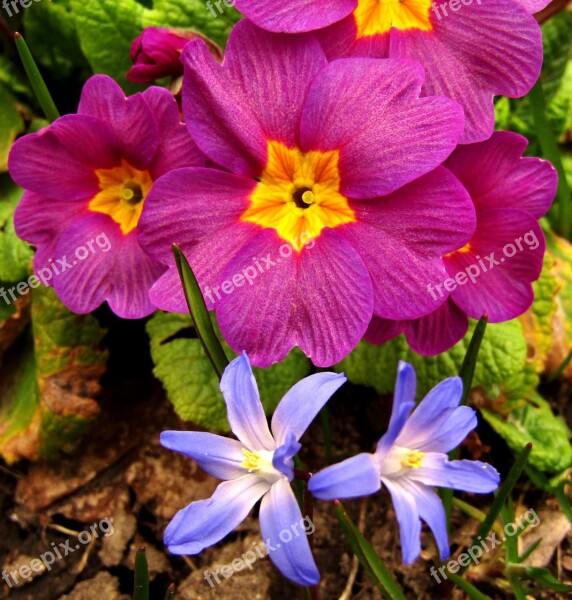 Starflower Blue Spring Violet Nature