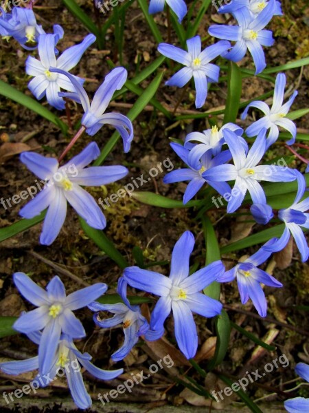 Starflower Blue Spring Violet Nature