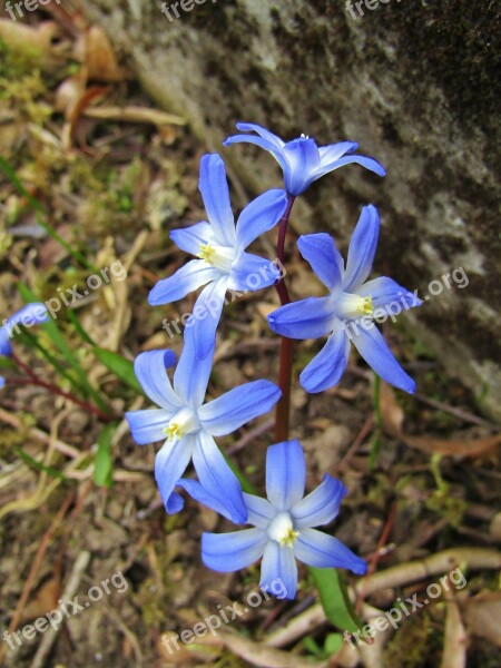 Starflower Blue Spring Violet Nature