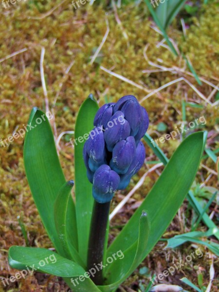 Hyacinth Blue Bud Spring Close Up