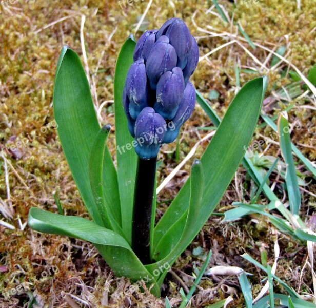 Hyacinth Blue Bud Spring Close Up