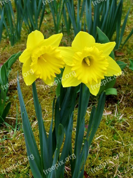 Osterglocken Daffodils Yellow Spring Easter