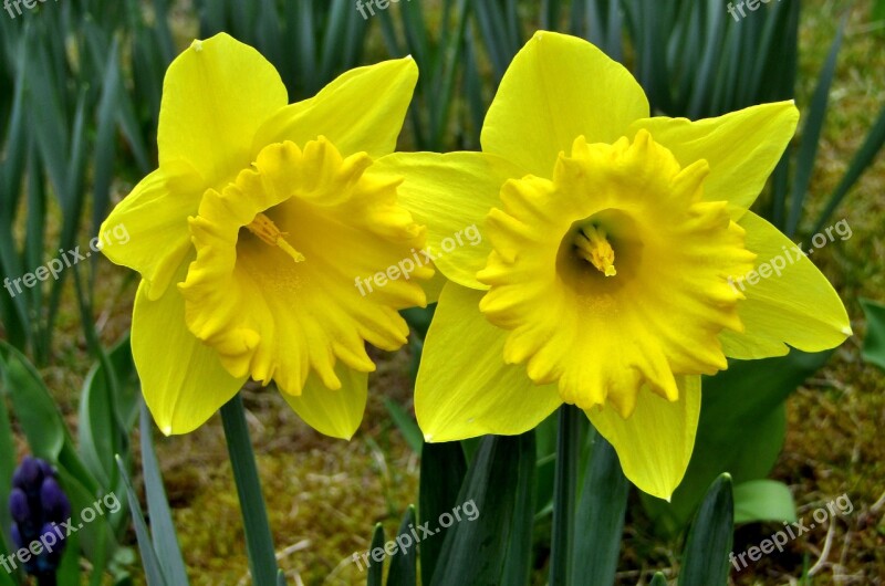 Osterglocken Daffodils Yellow Spring Easter