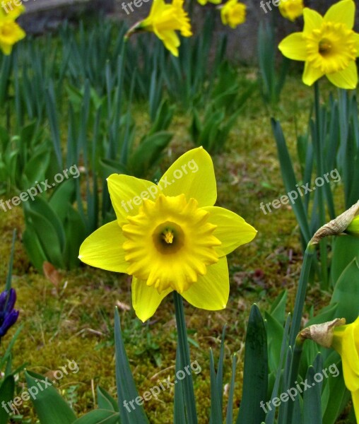 Osterglocken Daffodils Yellow Spring Easter