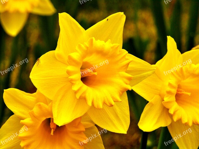 Osterglocken Daffodils Yellow Spring Easter