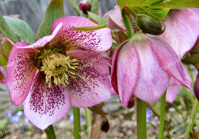 Christmas Rose Speckled Rose Violet Garden