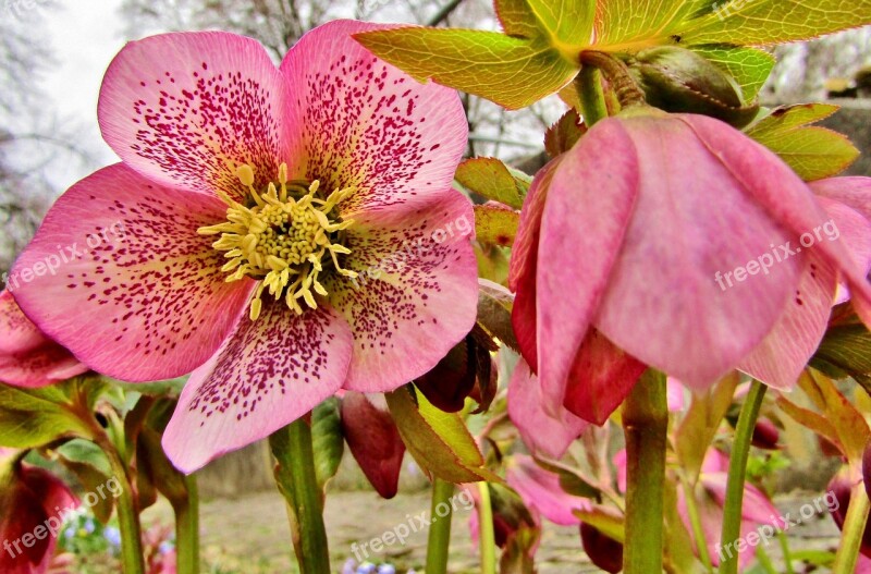 Christmas Rose Speckled Rose Violet Garden