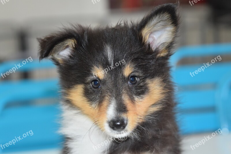 Puppy Pup Dog Portrait Truffle Black Ears