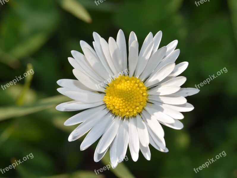 Fleure Marguerite Daisy Petals White Petals