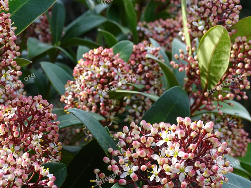 Skimmie Flowers Skimmie Small Shrub Flowers Fragrance