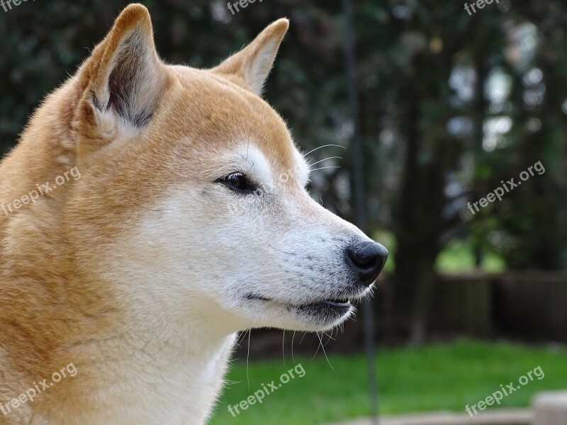 Dog Dog Head Pet Animal Portrait Attention