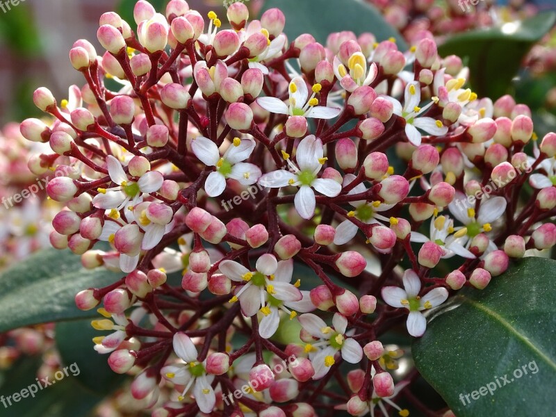 Skimmie Flowers Skimmie Small Shrub Flowers Fragrance