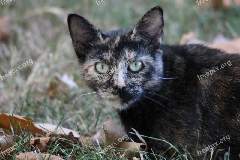 Cat Nature Feline Predator Eyes