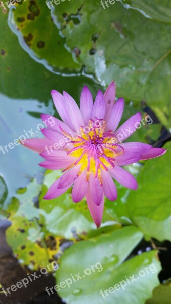 Flower Lotus Thai Lotus Pink Lotus Free Photos