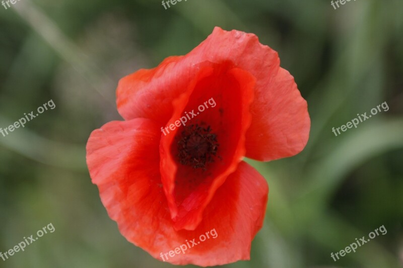 Poppy Red Meadow Flower Summer