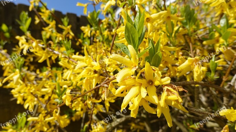 Forsythia Yellow Garden Spring Blossom