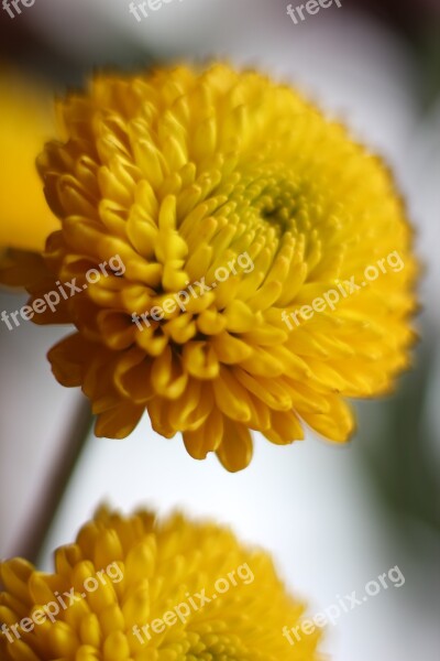 Yellow Mum Bloom Plant Floral