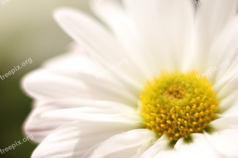 Daisy Flower Botanical Flora Blossom