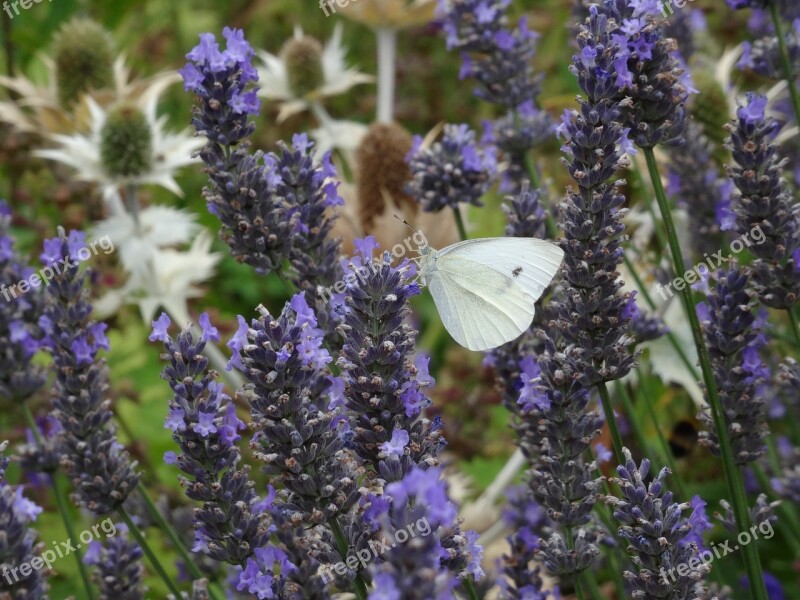 Butterfly Lavender Nature Insect Purple