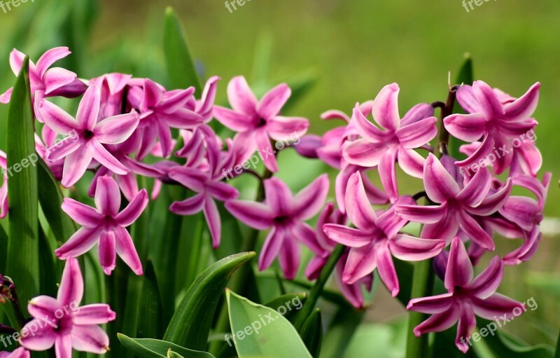 Hyacinths Spring Flowers Hyacinth Flowers Spring