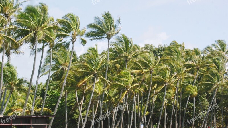 Beach Palm Trees Nature Coconuts Island