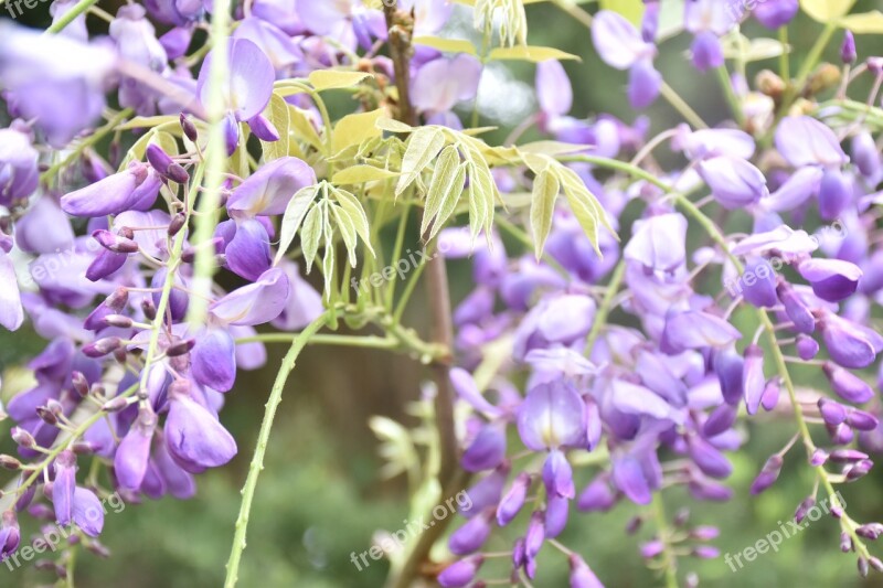 Wisteria Flower Nature Plant Free Photos