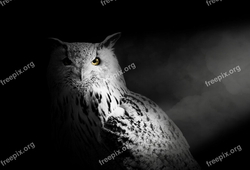 Wallpaper Background Owl Owl Isolated Owls