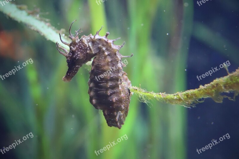 Seahorse The Aquazoo Düsseldorf Underwater World Meeresbewohner Free Photos