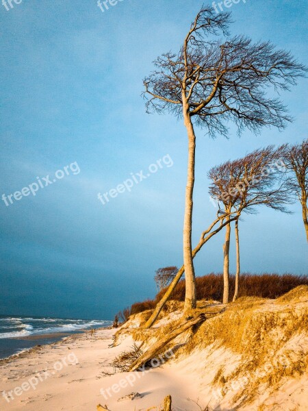 Baltic Sea West Beach Trees Fischland-darß Sea