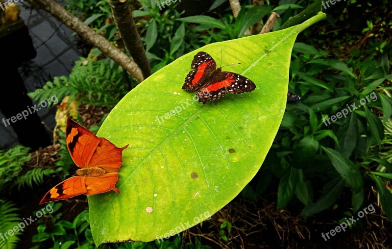 Butterfly Butterflies Leaf Wings Colourful