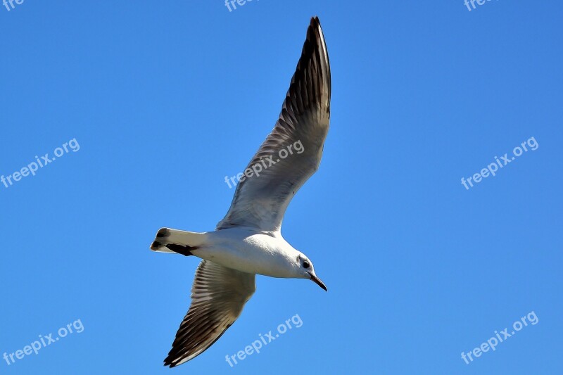 Seagull Baltic Sea Maritime Seevogel Water Bird